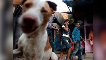 In Italy, if you adopt a stray dog, you get a tax break!