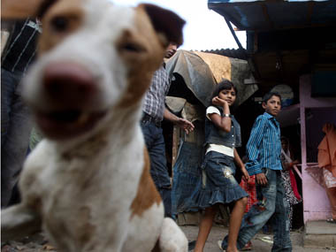 In Italy, if you adopt a stray dog, you get a tax break! In Italy, if you adopt a stray dog, you get a tax break!