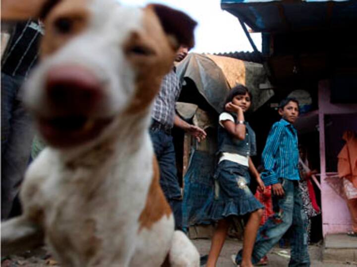 In Italy, if you adopt a stray dog, you get a tax break! In Italy, if you adopt a stray dog, you get a tax break!