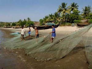 Why is the fish disappearing from Goa's plate? Why is the fish disappearing from Goa's plate?