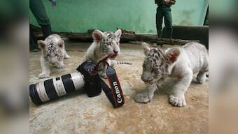 White tigress Swarna gives birth to 4 cubs in Patna zoo