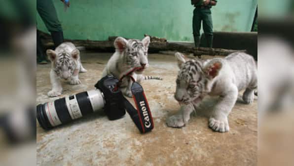 White tigress Swarna gives birth to 4 cubs in Patna zoo