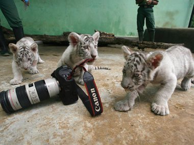 White tigress Swarna gives birth to 4 cubs in Patna zoo White tigress Swarna gives birth to 4 cubs in Patna zoo