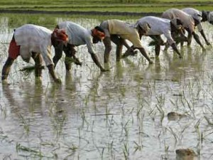 Farewell kisan: New survey sounds alarm for the future of farming Farewell kisan: New survey sounds alarm for the future of farming