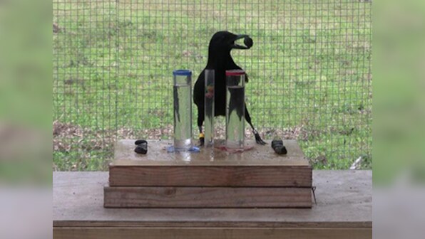 Crows solve Aesop's fable puzzles, offer clues to cognition