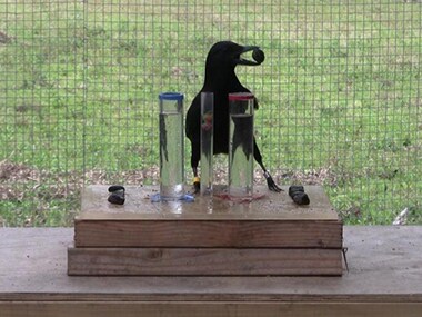 Crows solve Aesop's fable puzzles, offer clues to cognition