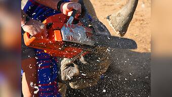 India's latest conservation fix: dehorn rhinos, deport leopards