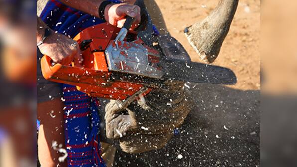 India's latest conservation fix: dehorn rhinos, deport leopards