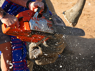 India's latest conservation fix: dehorn rhinos, deport leopards India's latest conservation fix: dehorn rhinos, deport leopards