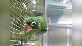 Parrot's a bird brain, didn't help solve murder, say Agra cops