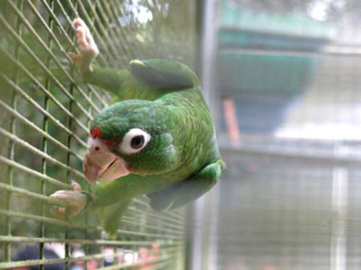 Parrot's a bird brain, didn't help solve murder, say Agra cops