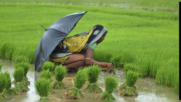 Brace yourself! If El Nino strikes, these sectors could be the most affected in India