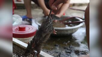 Ghaziabad: Rats in room with EVMs keep authorities on their toes