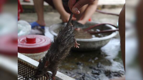Ghaziabad: Rats in room with EVMs keep authorities on their toes