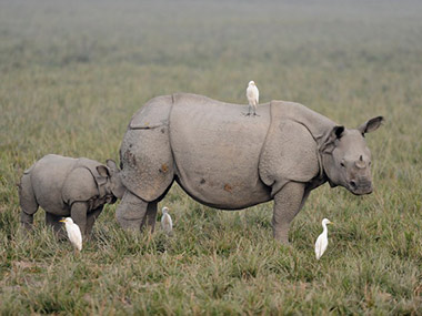 Rhinos may be pushed to extinction by 2020, say experts Rhinos may be pushed to extinction by 2020, say experts