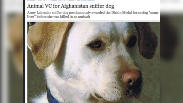 Sasha the labrador killed in Afghanistan gets bravery medal