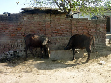 Coronavirus lockdown curbs buffalo meat exports, hitting Ramzan supplies; not considered essential item, say exporters Coronavirus lockdown curbs buffalo meat exports, hitting Ramzan supplies; not considered essential item, say exporters