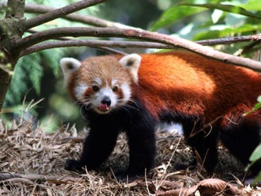 On Darjeeling's mind as it goes to polls - saving the red panda – Firstpost