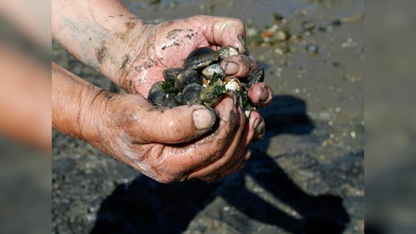 Goa: New project to help arrest decline of 'mussel' shellfish