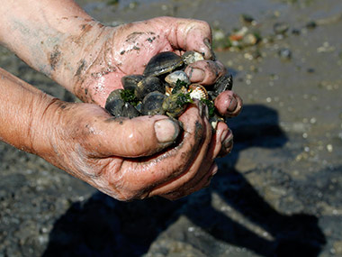 Goa: New project to help arrest decline of 'mussel' shellfish Goa: New project to help arrest decline of 'mussel' shellfish