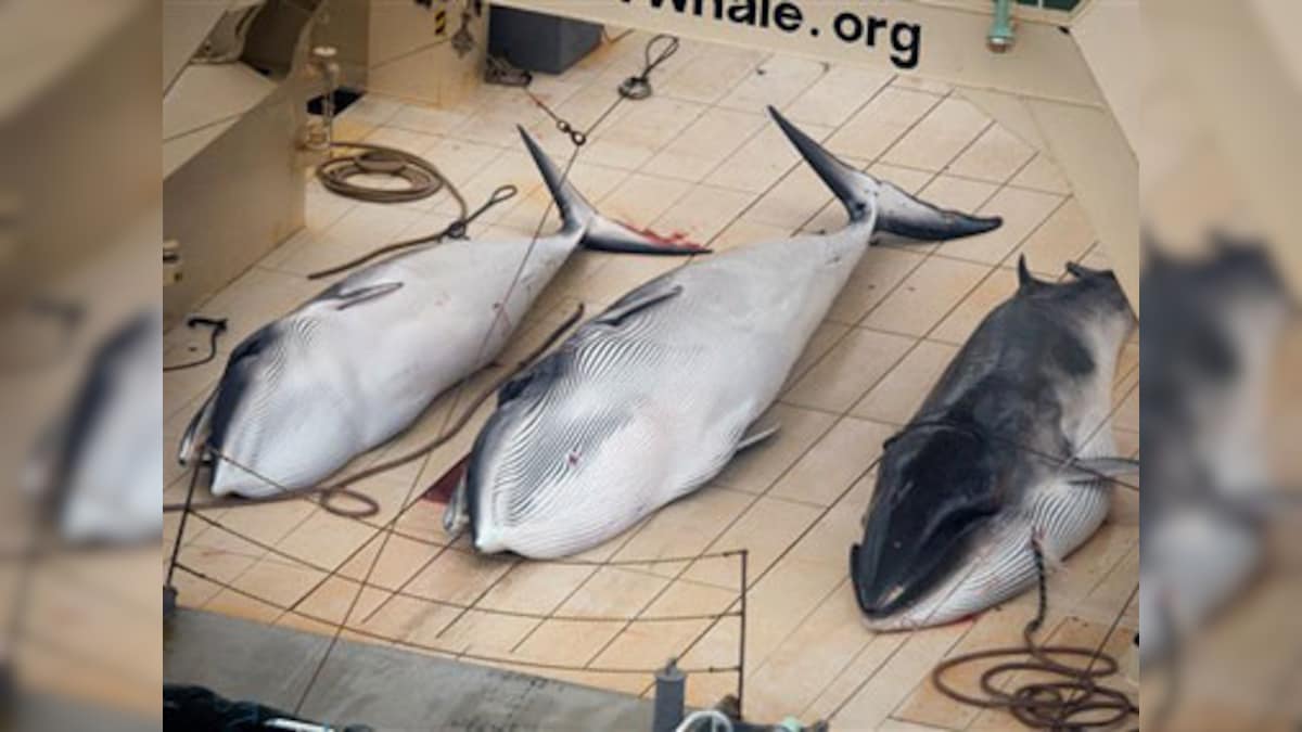 Japan confirms plan to resume whale hunting despite global objection