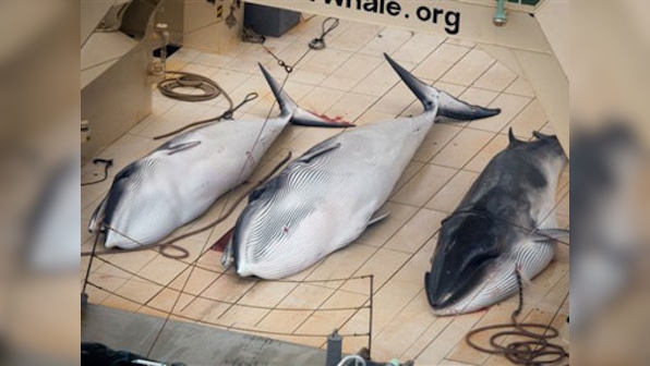 Japan confirms plan to resume whale hunting despite global objection