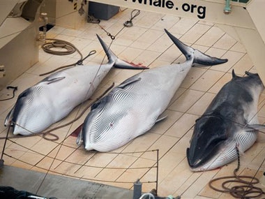 Japan confirms plan to resume whale hunting despite global objection