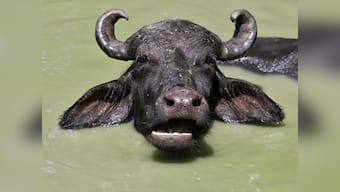 Breaking news: Year and a half later, Azam Khan's buffalo thief nabbed