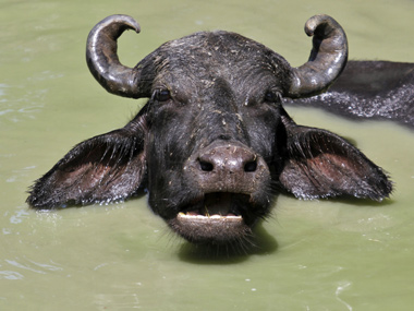 Irate mob protest banning of animal fights in Assam Irate mob protest banning of animal fights in Assam