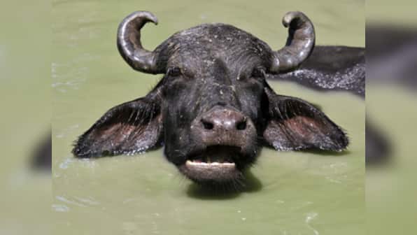 Breaking news: Year and a half later, Azam Khan's buffalo thief nabbed