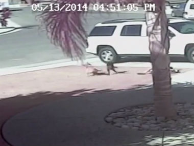 Caught on video: How this cat saved a boy from a vicious dog attack Caught on video: How this cat saved a boy from a vicious dog attack