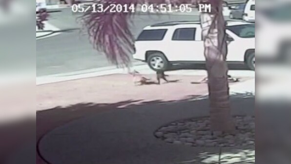 Caught on video: How this cat saved a boy from a vicious dog attack