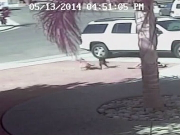 Caught on video: How this cat saved a boy from a vicious dog attack