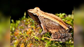 Scientists find 14 new species of 'dancing frogs' in Western Ghats