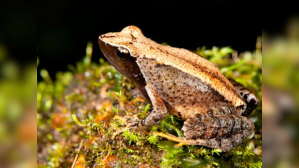 Scientists find 14 new species of 'dancing frogs' in Western Ghats