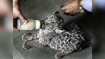 Coolers, sprinklers help Delhi Zoo animals beat the summer heat