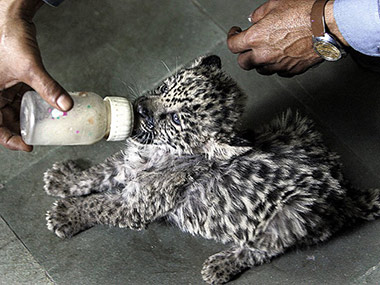 Coolers, sprinklers help Delhi Zoo animals beat the summer heat Coolers, sprinklers help Delhi Zoo animals beat the summer heat
