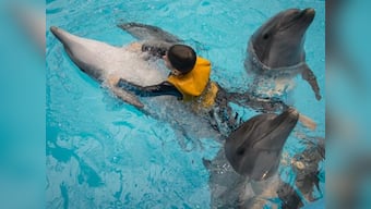 EU wants ban on drift nets to save dolphins, tuna