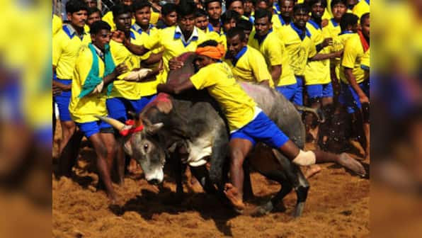 SC bans using bulls for Jallikattu events, bullock-cart races