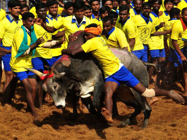 SC bans using bulls for Jallikattu events, bullock-cart races SC bans using bulls for Jallikattu events, bullock-cart races