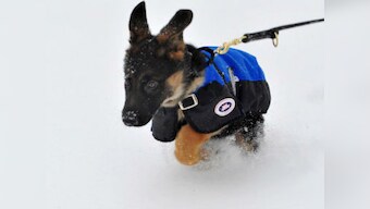 How cuteness has become a powerful commodity