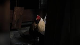 Only in India: Rooster fails to post bail, sent to jail