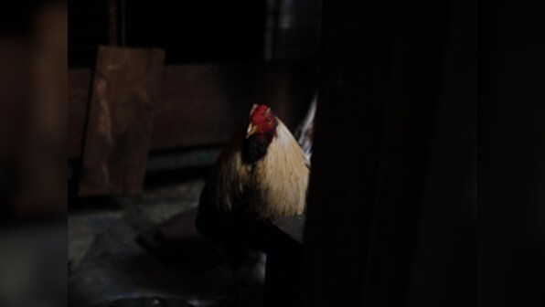 Only in India: Rooster fails to post bail, sent to jail