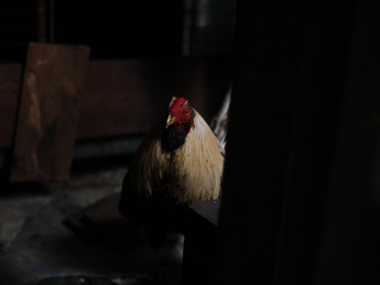 Rooster Fail Only in India: Rooster fails to post bail, sent to jail – Firstpost