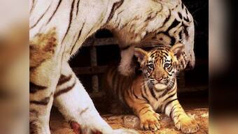 Animal lover Jayalalithaa christens tiger cubs in Chennai's Vandalur zoo