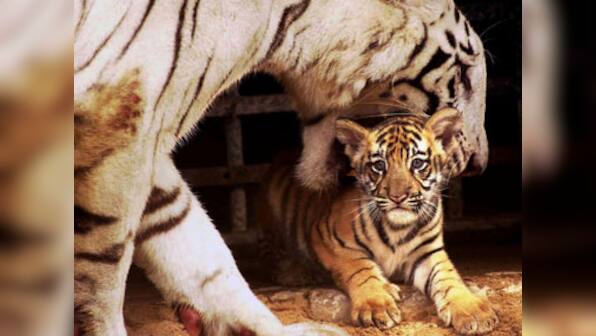 Animal lover Jayalalithaa christens tiger cubs in Chennai's Vandalur zoo