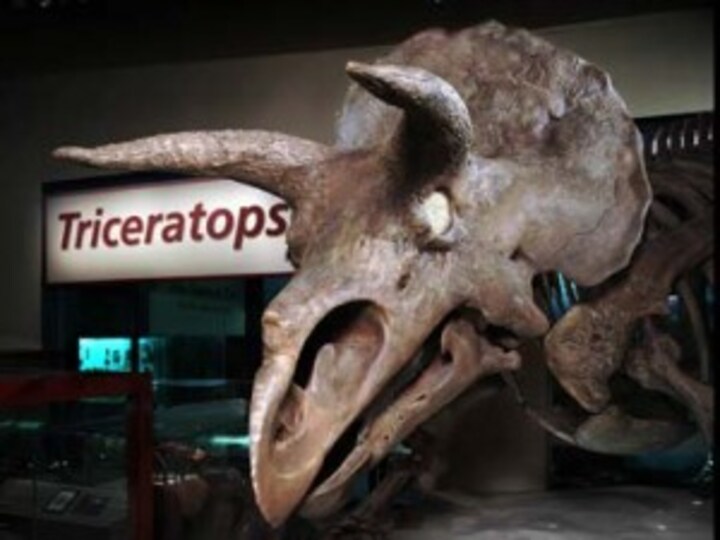 'Impact winter' after asteroid strike may have wiped out dinosaurs