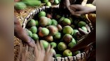 Aam diplomacy: Nawaz Sharif sends a box of mangoes for PM Modi on Eid