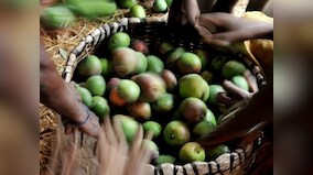 Aam diplomacy: Nawaz Sharif sends a box of mangoes for PM Modi on Eid