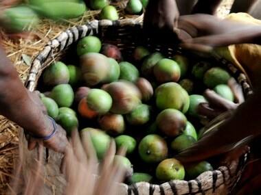 Mangoes to be sterlised with hot water before being exported to Europe